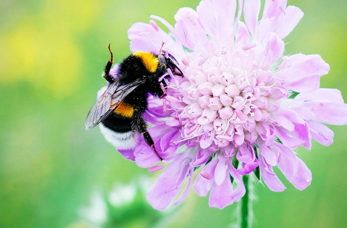 From Buzz to Bite: When and Why Big Black Bees May Sting