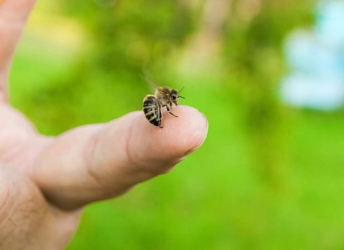 The Fear Factor: Do Big Black Bees Sting? Debunking Common Myths