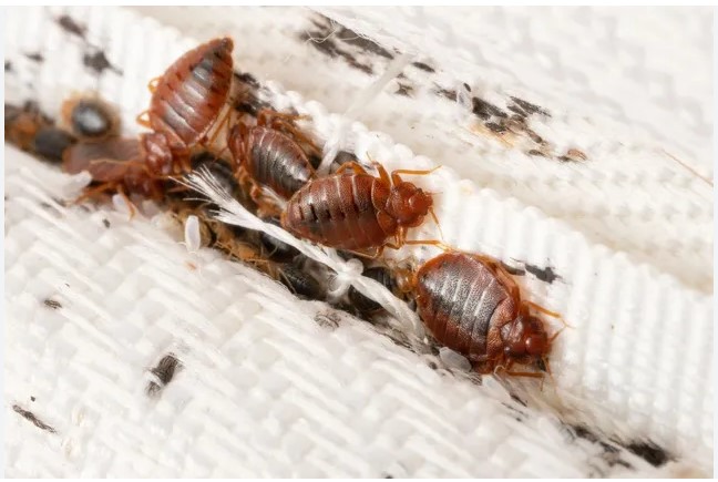 Bed Bug Treatment: Strategies for Eliminating Bed Bugs from Your Home