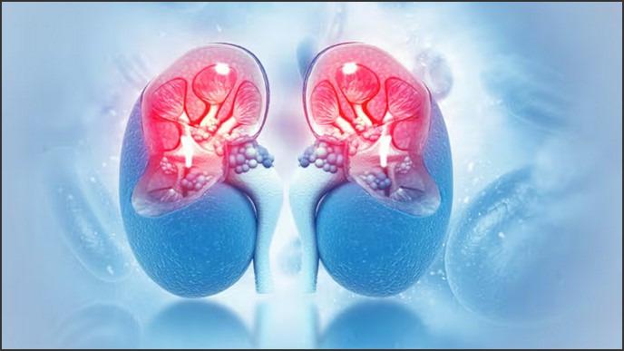 Dr. Berg Kidney: Expert Insights into Kidney Health and Wellness