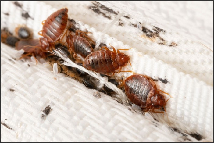 How to Effectively Kill Bed Bugs: Tips for Homeowners
