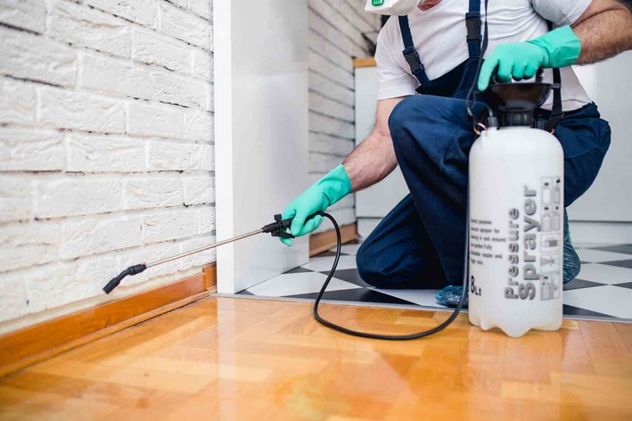 Bug Exterminators: How to Choose the Right Pest Control Services