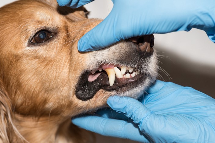 Plaque on Dog Teeth: Prevention and Dental Care for Pets